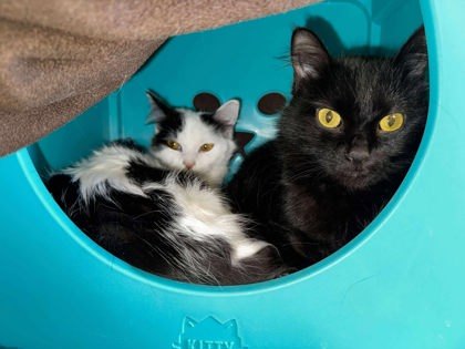 Classy, an adoptable Domestic Short Hair in Scottsbluff, NE, 69361 | Photo Image 2