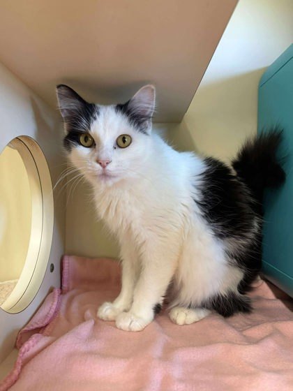 Classy, an adoptable Domestic Short Hair in Scottsbluff, NE, 69361 | Photo Image 3