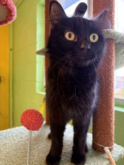 Sassy, an adoptable Domestic Short Hair in Scottsbluff, NE, 69361 | Photo Image 1