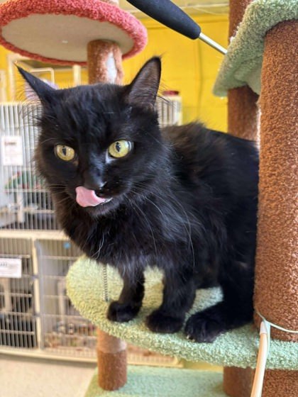 Sassy, an adoptable Domestic Short Hair in Scottsbluff, NE, 69361 | Photo Image 2