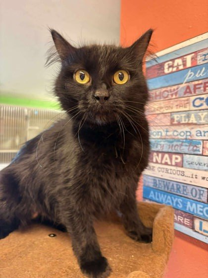 Sassy, an adoptable Domestic Short Hair in Scottsbluff, NE, 69361 | Photo Image 3