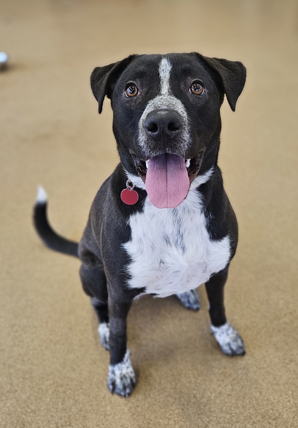 Oreo Cakester photo 1