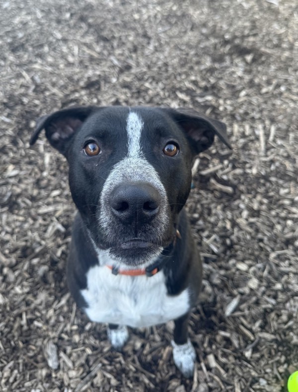 Oreo Cakester thumbnail 2