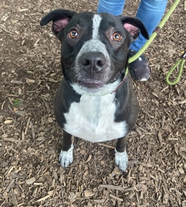 Oreo Cakester thumbnail 3