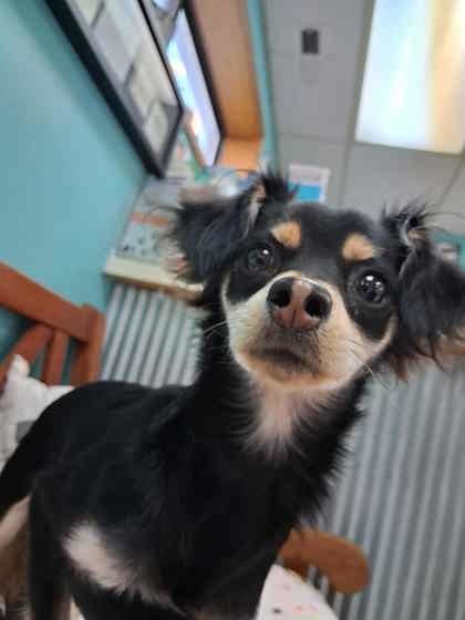 Glenda Coco, an adoptable Chihuahua, Mixed Breed in Scottsbluff, NE, 69361 | Photo Image 1