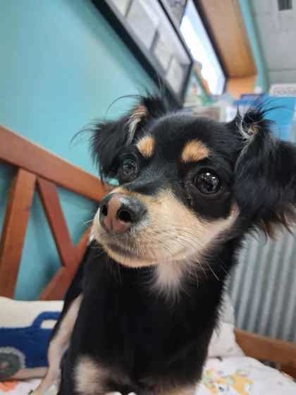 Glenda Coco, an adoptable Chihuahua, Mixed Breed in Scottsbluff, NE, 69361 | Photo Image 2