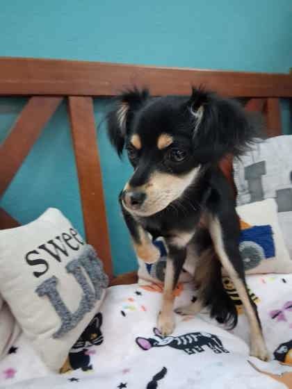 Glenda Coco, an adoptable Chihuahua, Mixed Breed in Scottsbluff, NE, 69361 | Photo Image 3