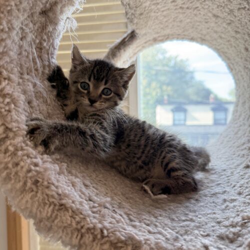 Tiger Tail