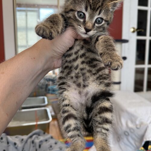 Tiger Tail