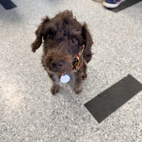 Blue Devil thumbnail 2