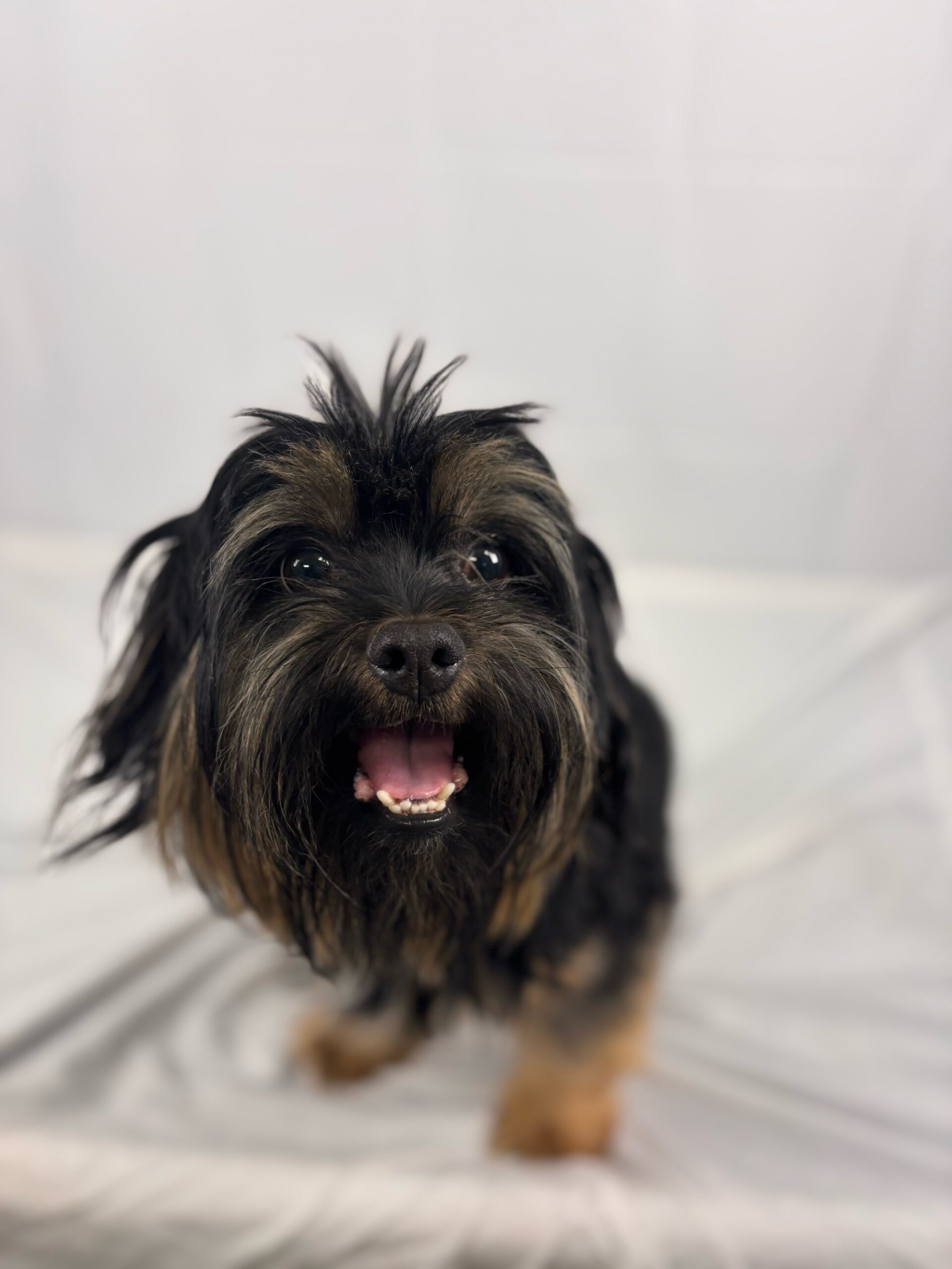 Jayhawk, an adoptable Havanese, Shih Tzu in Broken Arrow, OK, 74011 | Photo Image 1