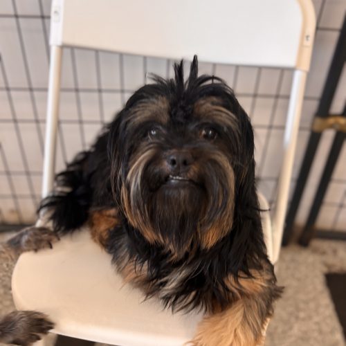 Jayhawk, an adoptable Havanese, Shih Tzu in Broken Arrow, OK, 74011 | Photo Image 2