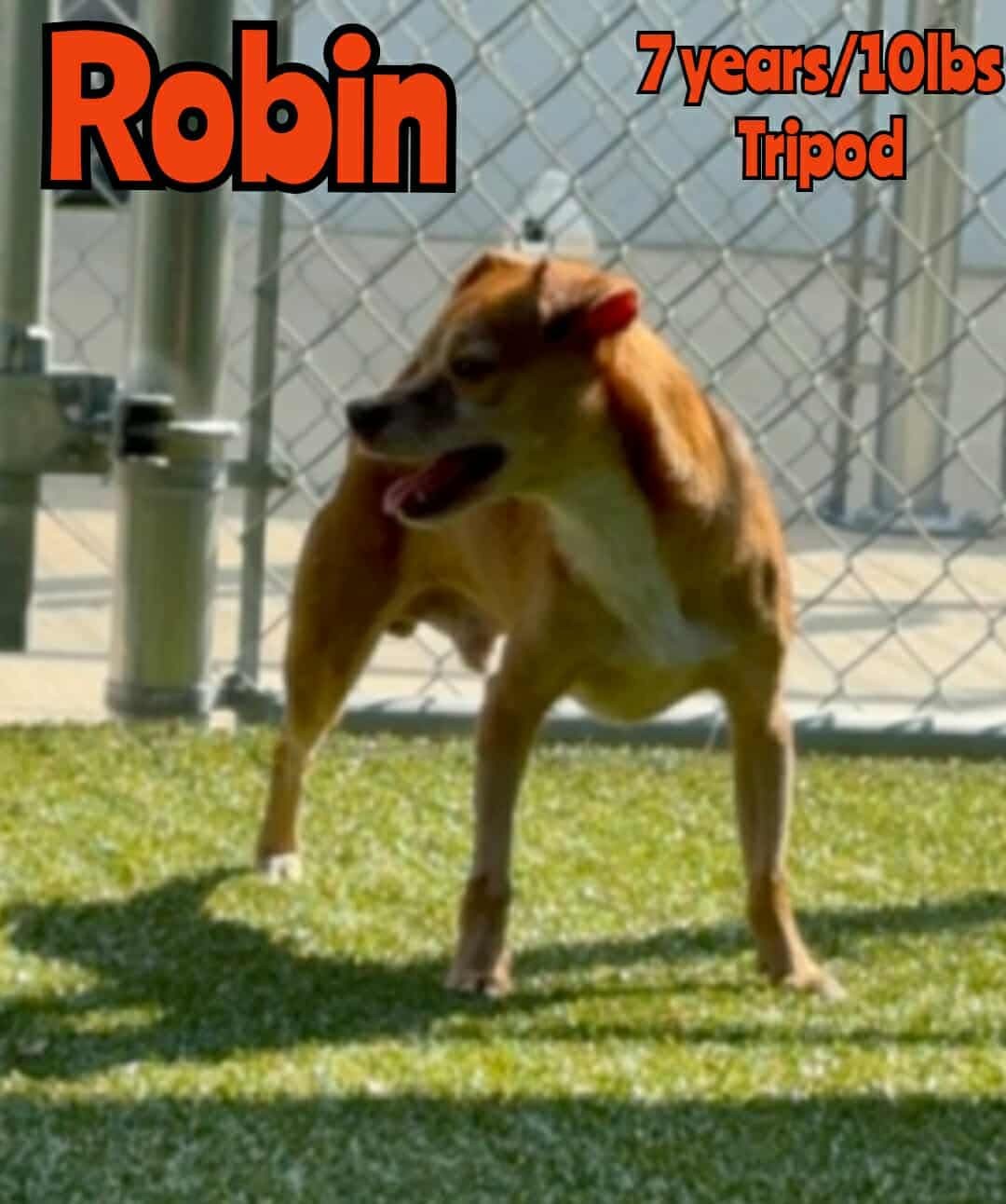 ROBIN