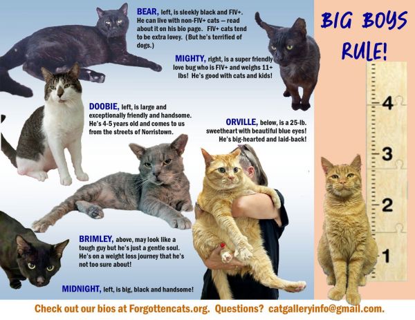 Big Boys:  Pounds+ photo 1