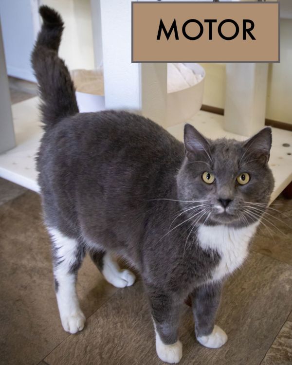 Big Boys:  Pounds+ thumbnail 3