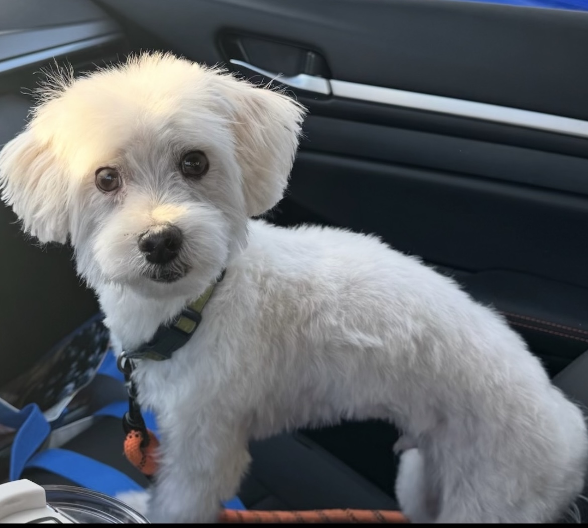 Benji (surrender), an adoptable Havanese in Hamden, CT, 06517 | Photo Image 1