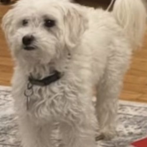 Benji (surrender), an adoptable Havanese in Hamden, CT, 06517 | Photo Image 2