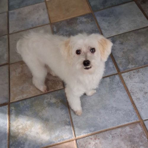 Benji (surrender), an adoptable Havanese in Hamden, CT, 06517 | Photo Image 4