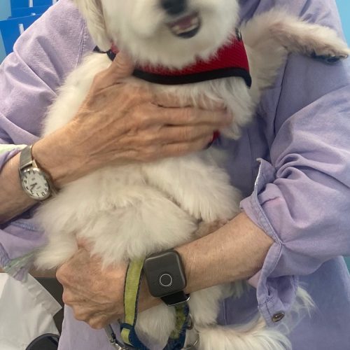 Benji (surrender), an adoptable Havanese in Hamden, CT, 06517 | Photo Image 5