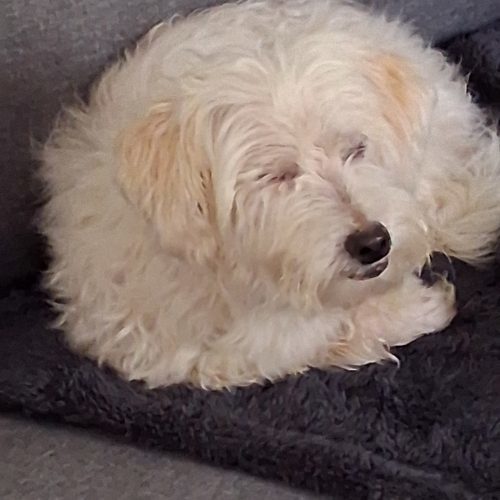 Benji (surrender), an adoptable Havanese in Hamden, CT, 06517 | Photo Image 6