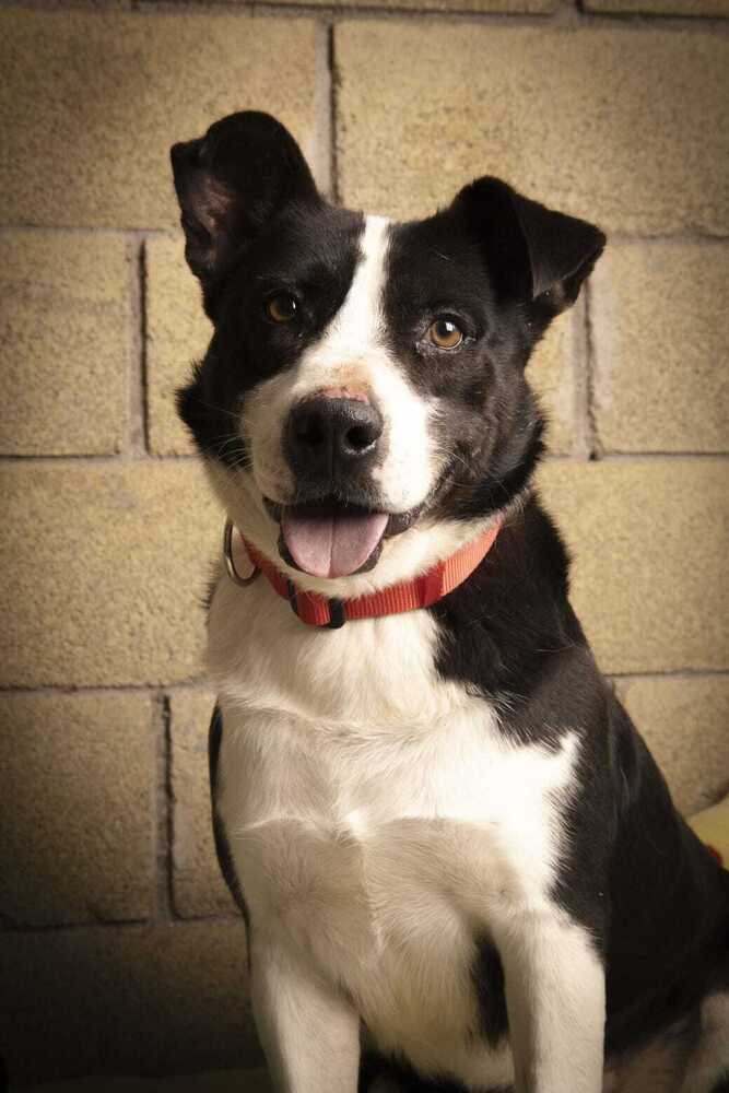 JAY, an adoptable Labrador Retriever, Border Collie in Langley, BC, V2Y 3K1 | Photo Image 1