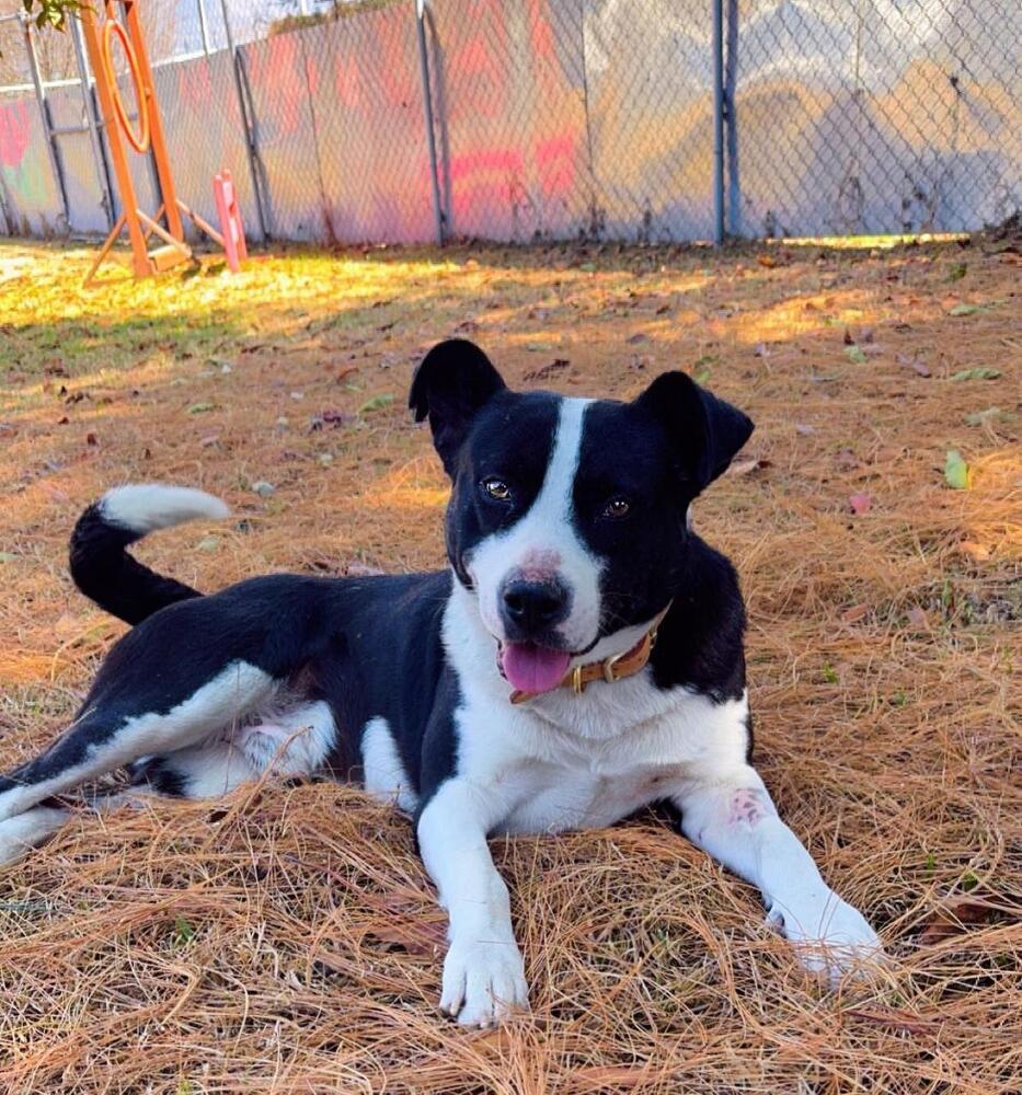 JAY, an adoptable Labrador Retriever, Border Collie in Langley, BC, V2Y 3K1 | Photo Image 3