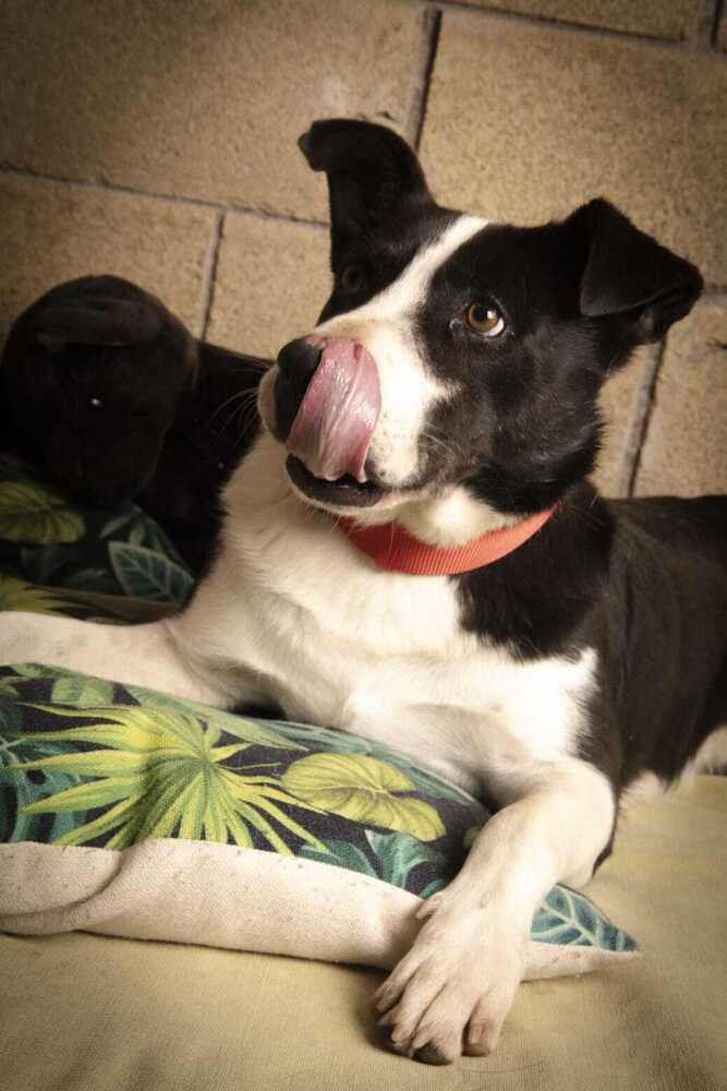 JAY, an adoptable Labrador Retriever, Border Collie in Langley, BC, V2Y 3K1 | Photo Image 4