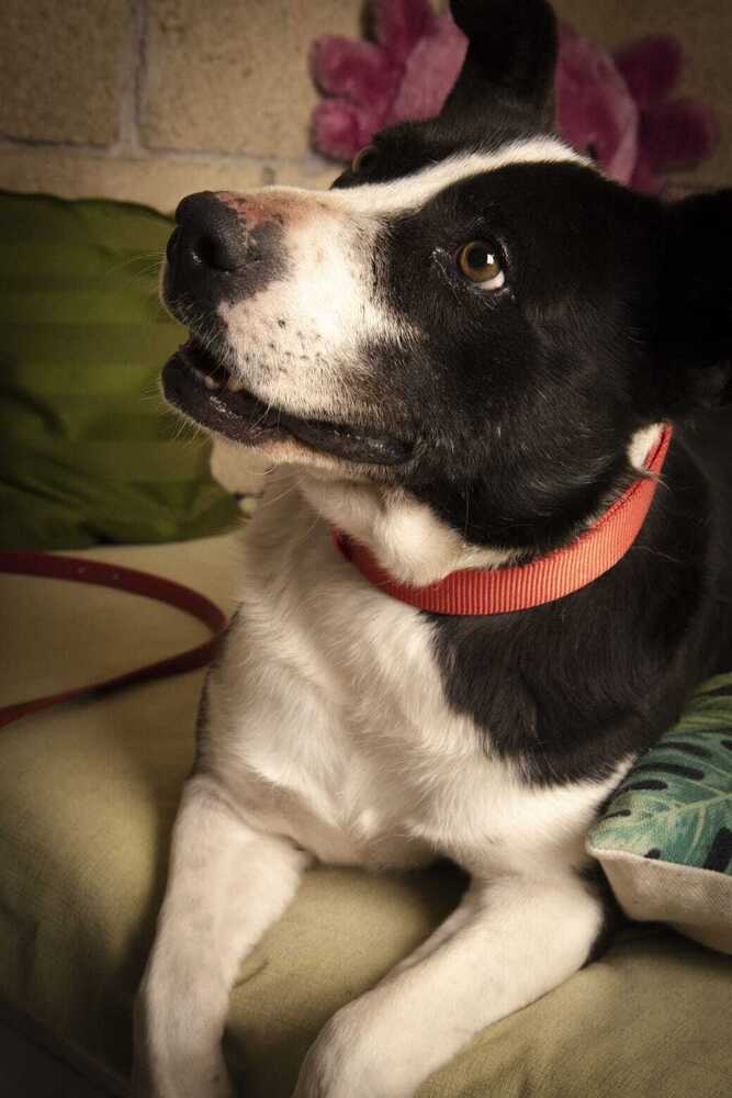 JAY, an adoptable Labrador Retriever, Border Collie in Langley, BC, V2Y 3K1 | Photo Image 5