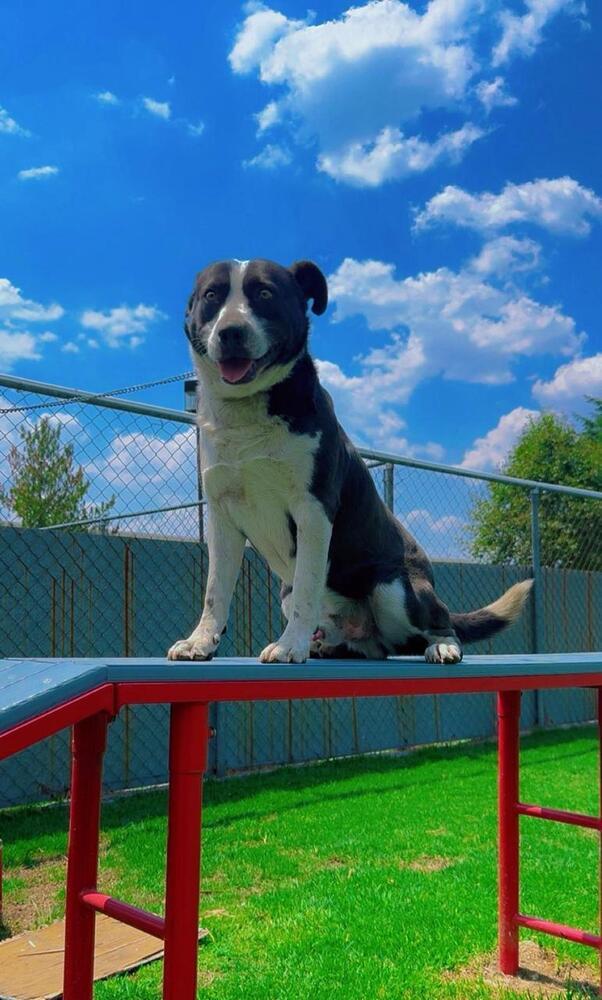 JAY, an adoptable Labrador Retriever, Border Collie in Langley, BC, V2Y 3K1 | Photo Image 6