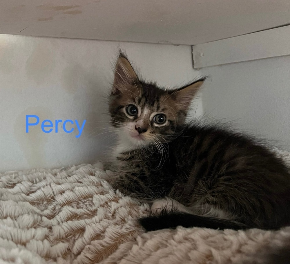 Percy