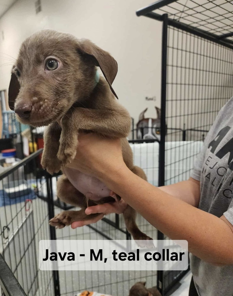 Java