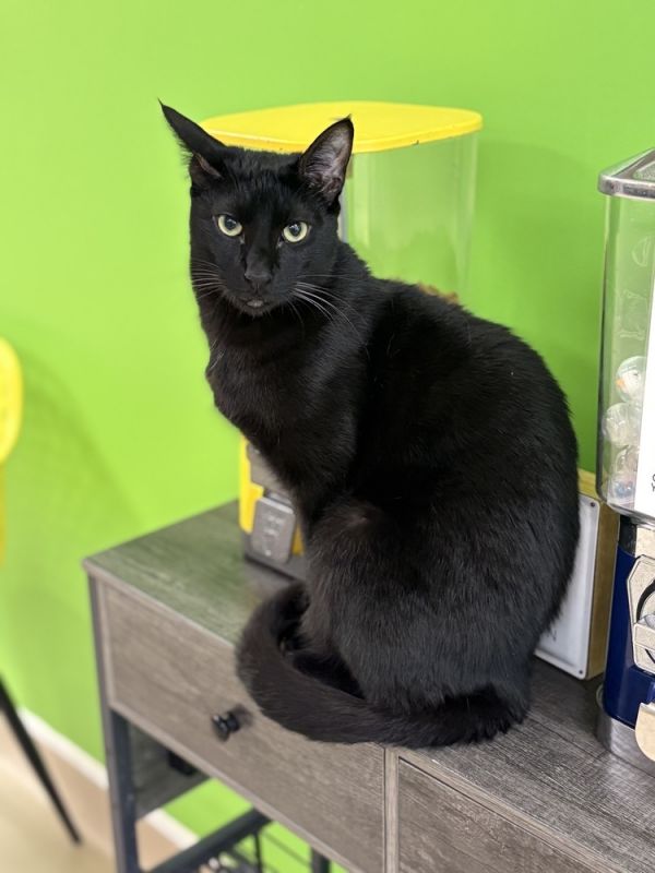 Bagheera