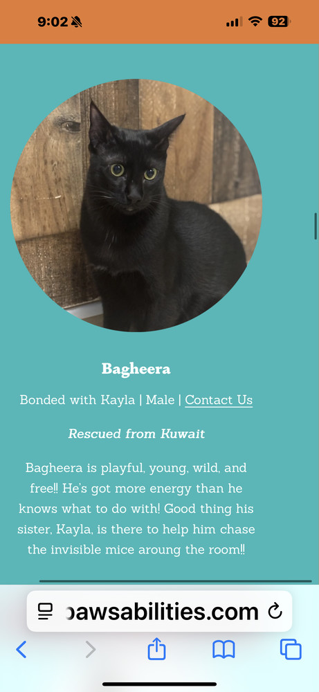 Bagheera thumbnail 2