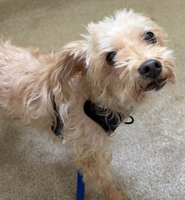 Sandra Dee thumbnail 2