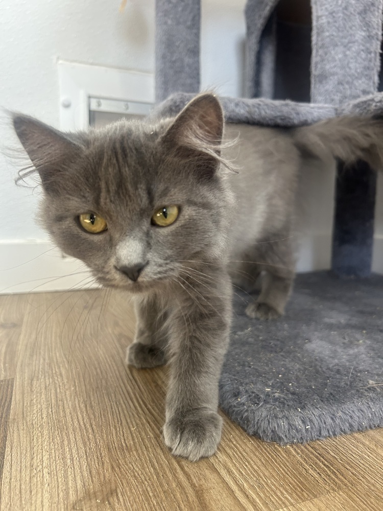 Shulk, an adoptable Domestic Long Hair in Salmon, ID, 83467 | Photo Image 1