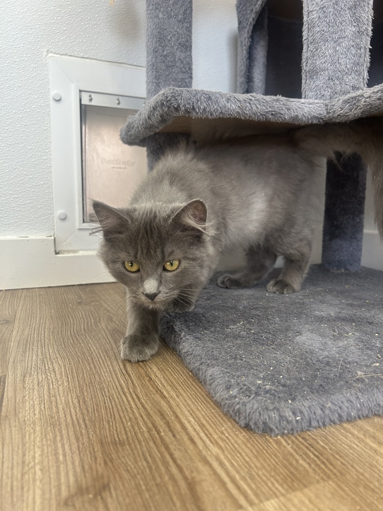 Shulk, an adoptable Domestic Long Hair in Salmon, ID, 83467 | Photo Image 2