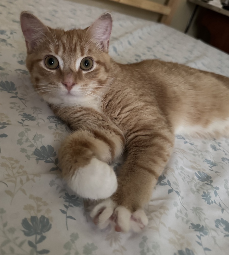 Junior