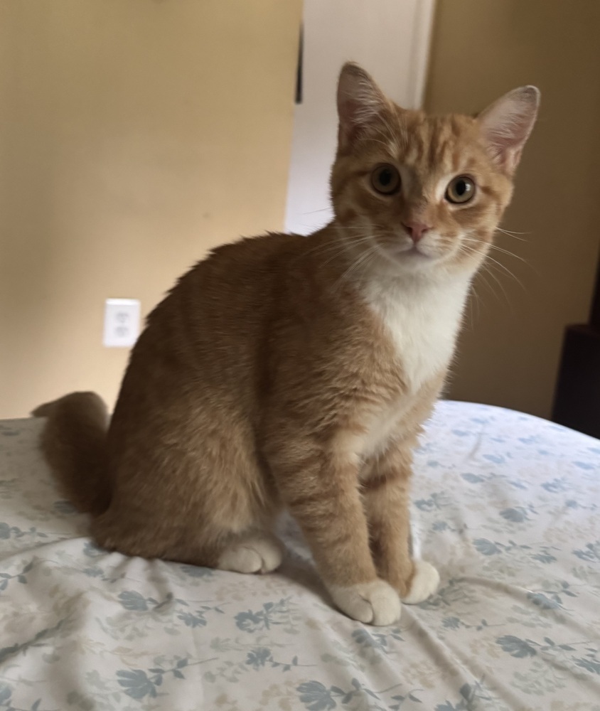 Junior