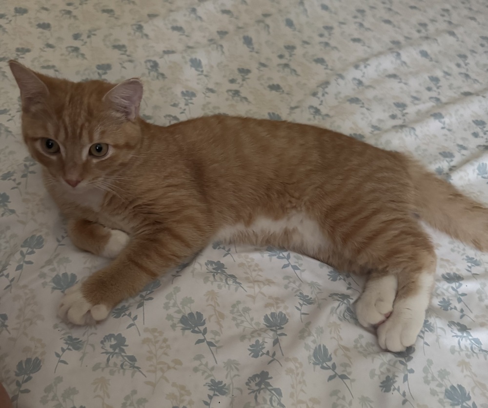 Junior
