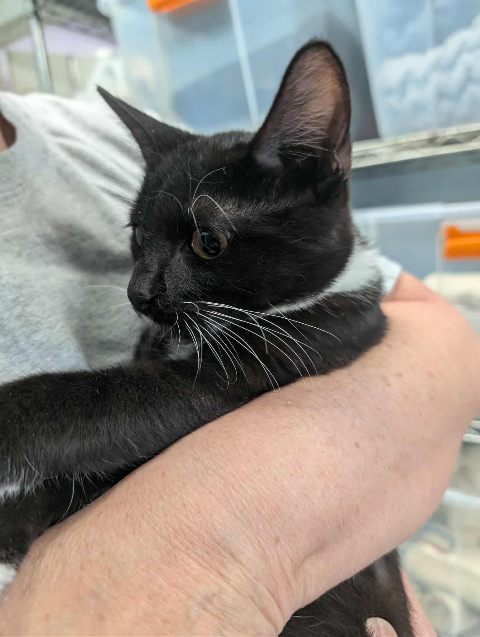 Russell - At shelter