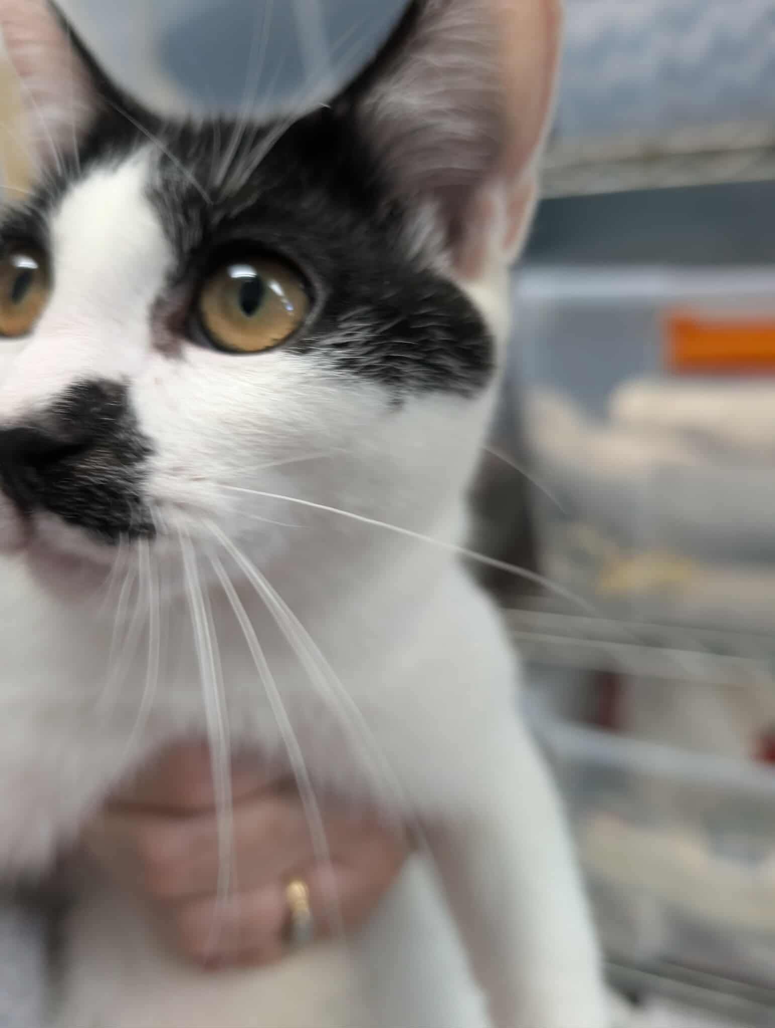 Reagan - Visit At Petsmart Lynchburg