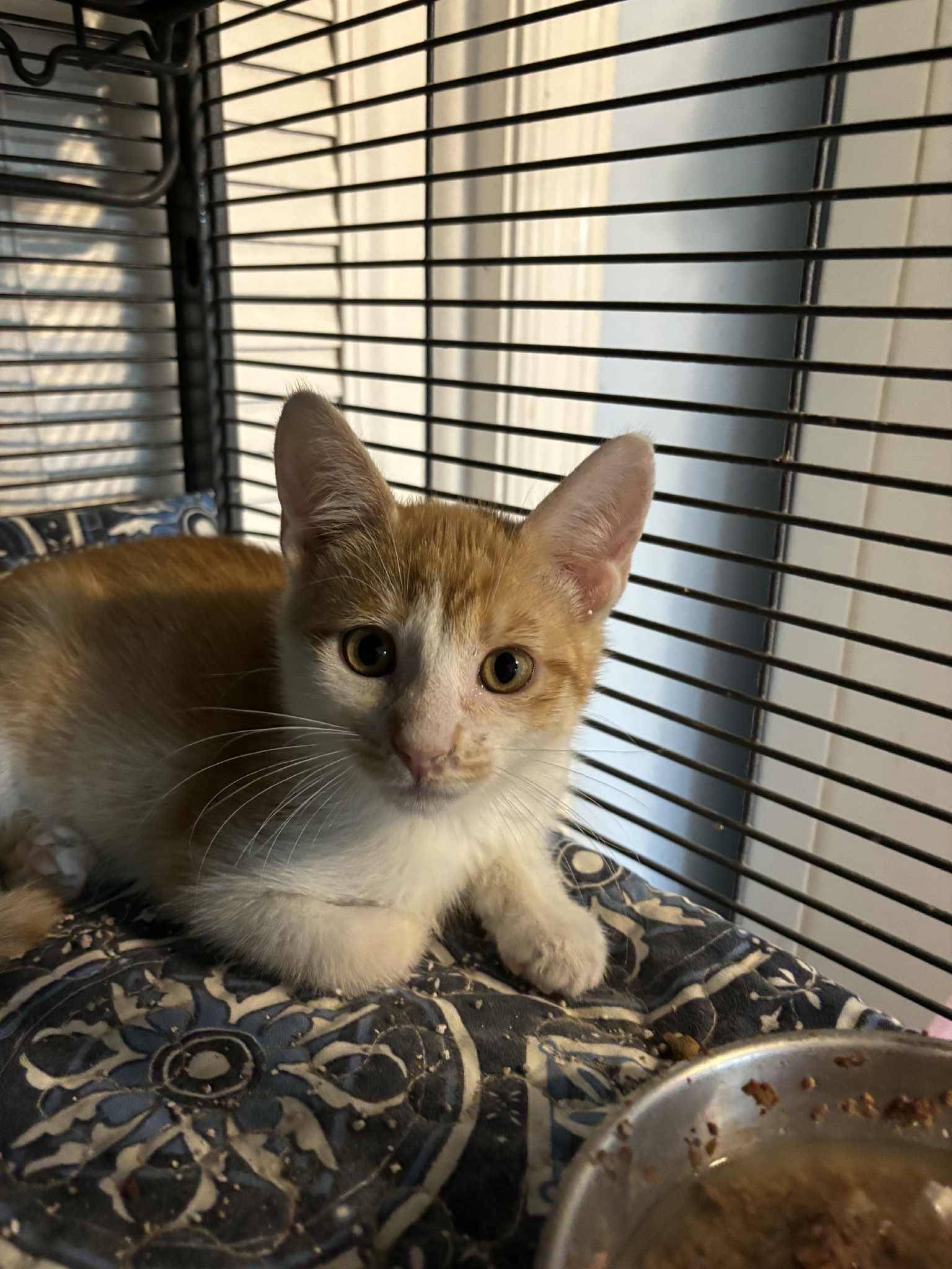 Butterscotch: Not at shelter (Kristy)