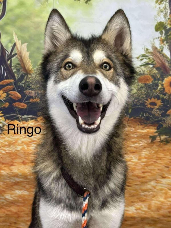 Ringo photo 1