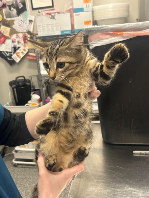 Steve Irwin thumbnail 2