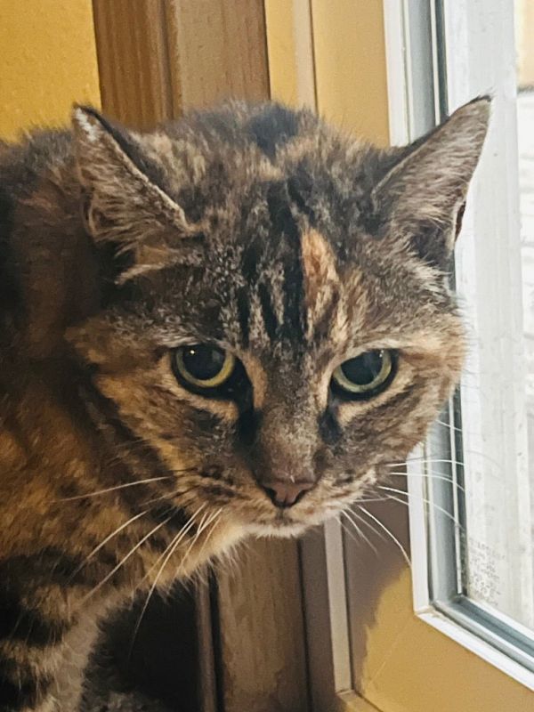 Evangeline thumbnail 2