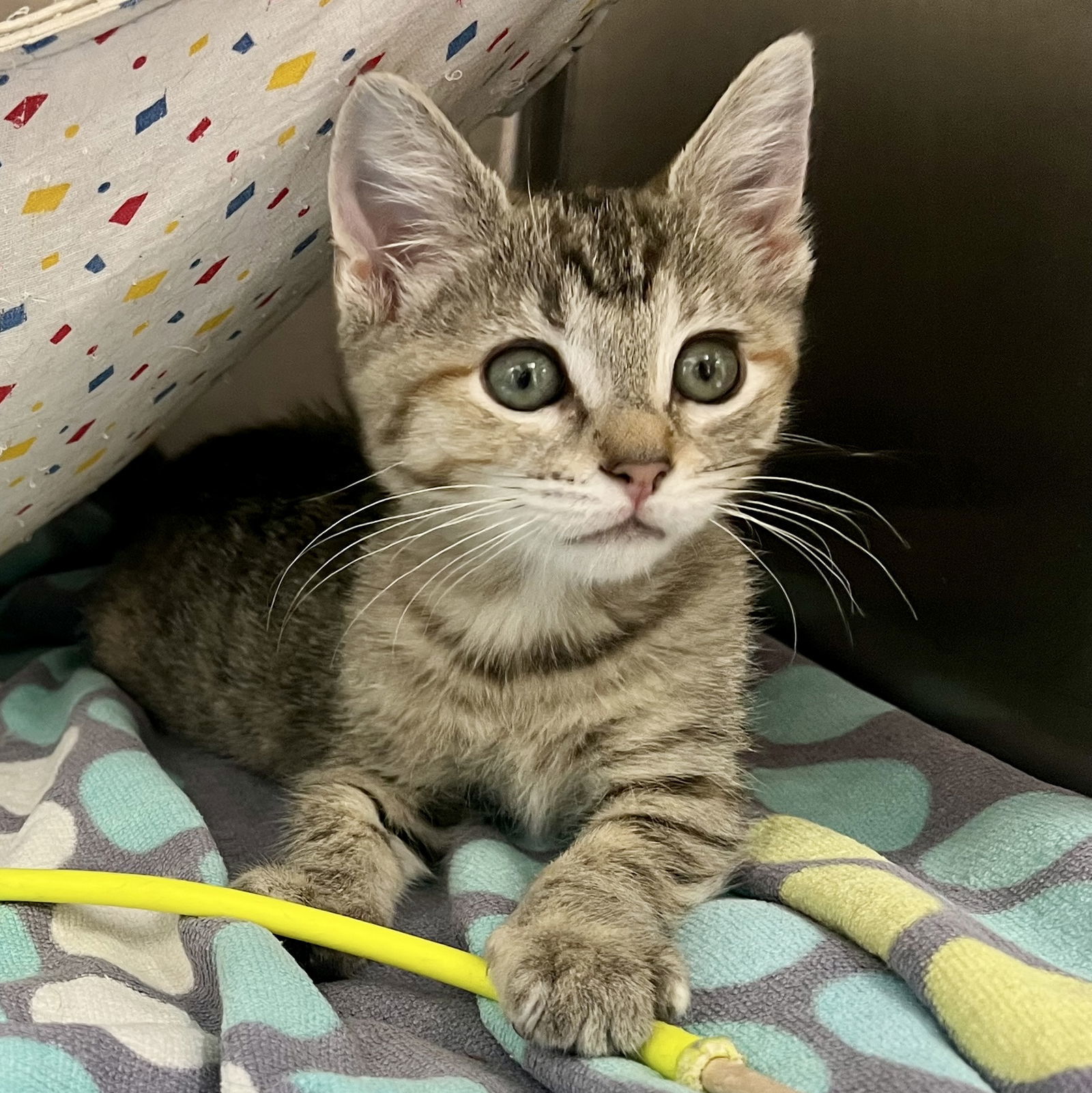 Fawn(Bonded with Wren)