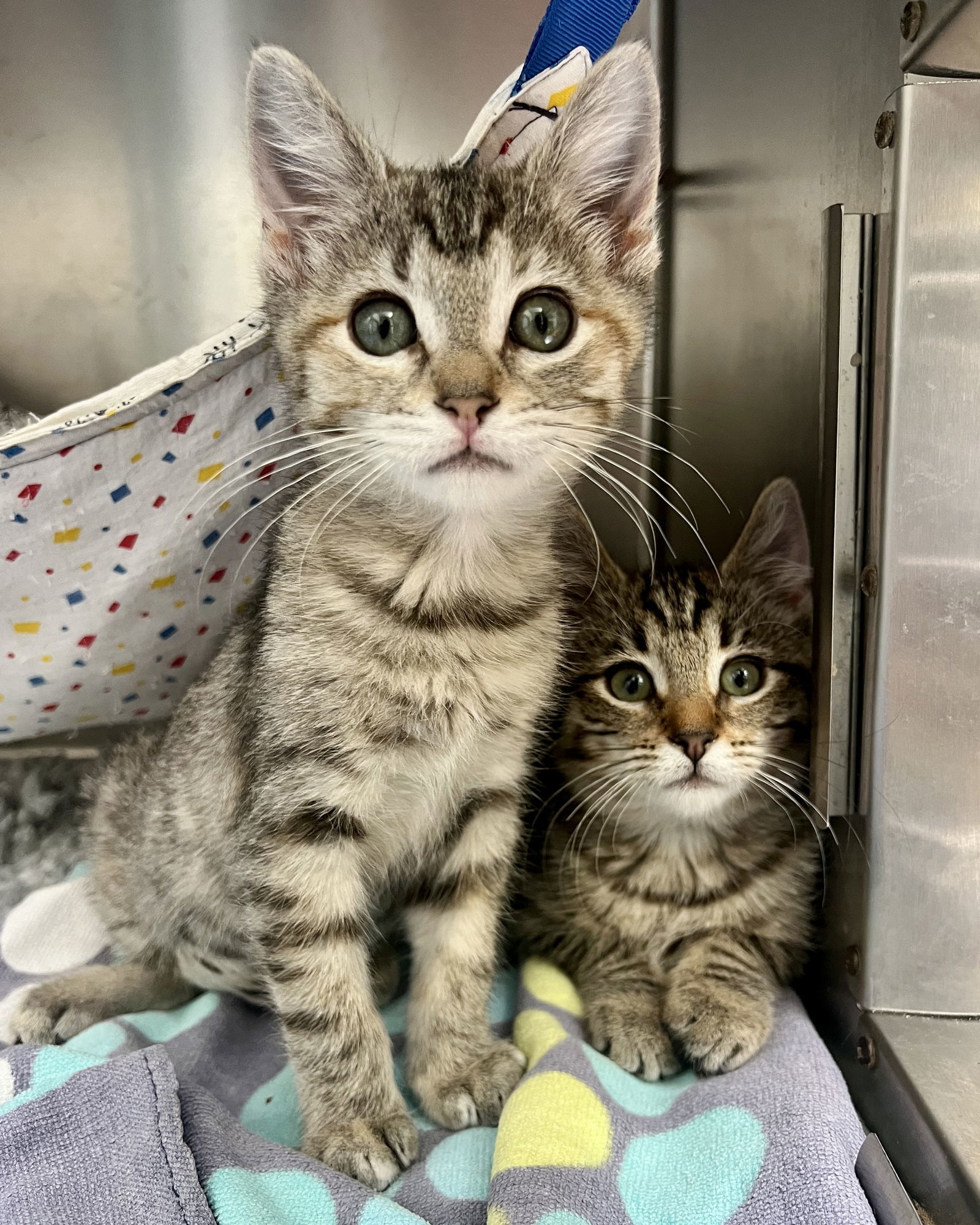Fawn(Bonded with Wren)