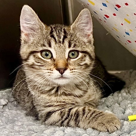 Wren(Bonded with Fawn)
