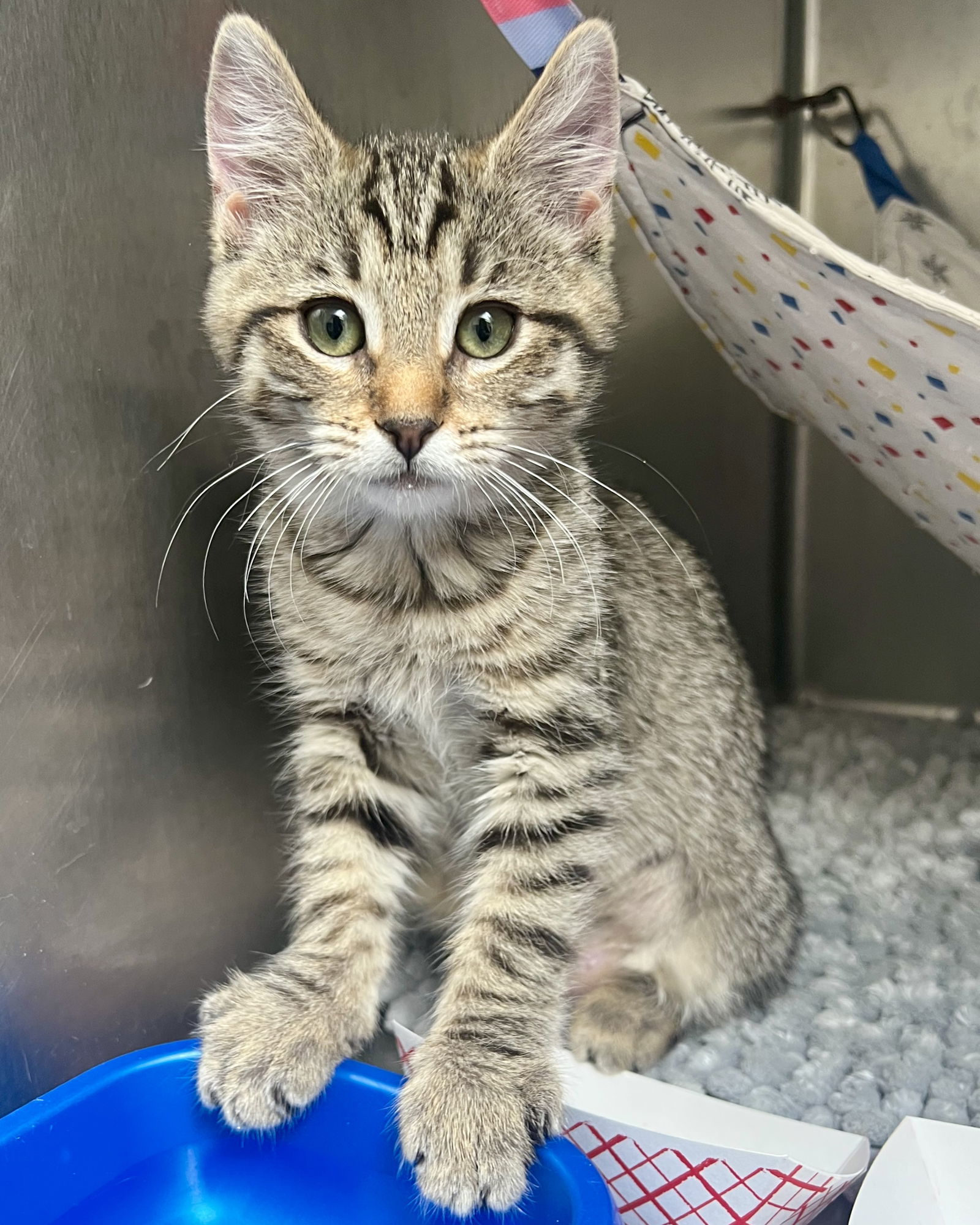 Wren(Bonded with Fawn)