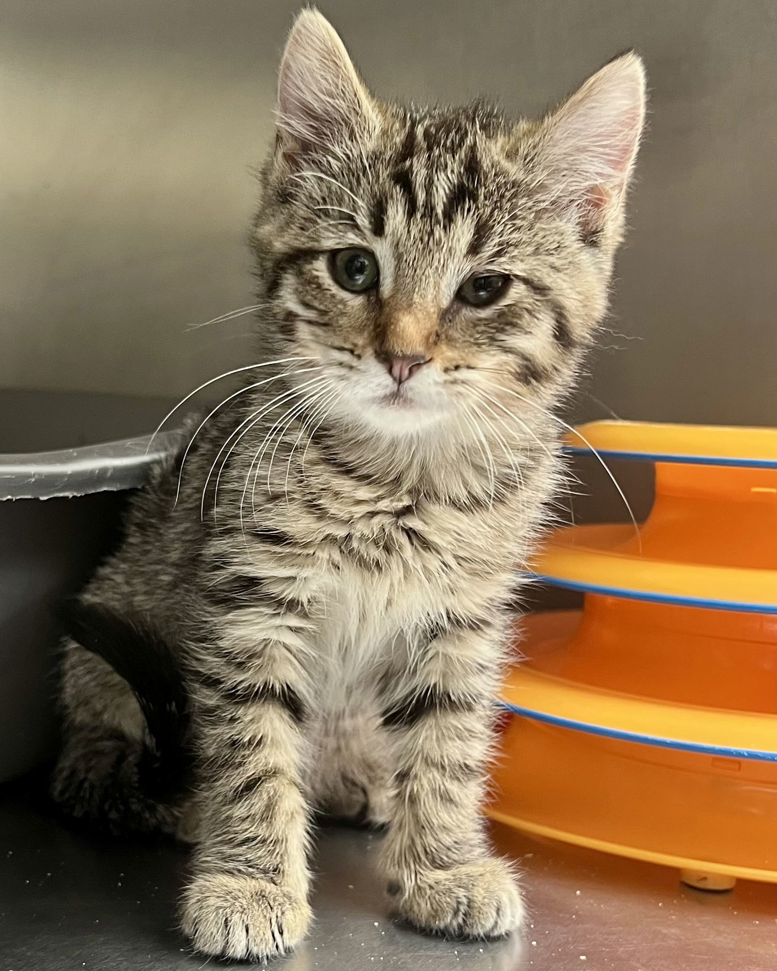 Wren(Bonded with Fawn)